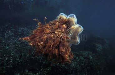 Lion's mane jellyfish British Columbia Canada