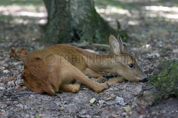 Chevrette malade couchée en Forêt de Sénart Essonne France