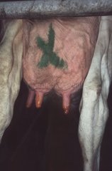 Pis de vache Prim'Holstein marqué d'une croix