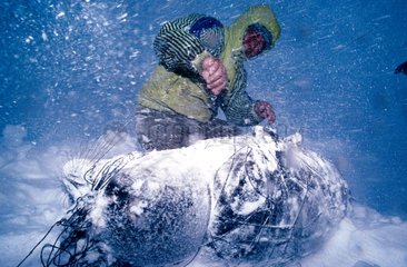 Eskimo Hunter und Seal  gefangen mit Groenland Net