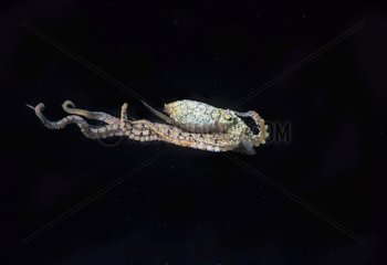 Mimic Octopus swimming Celebes Sea Sulawesi