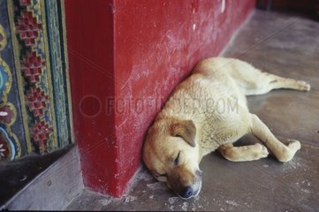 Hund schläft lügen einer Wand Dharamsala Indien