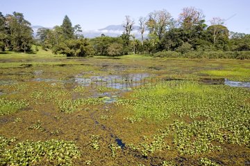 Freshwater lake and aquatic species Costa Rica