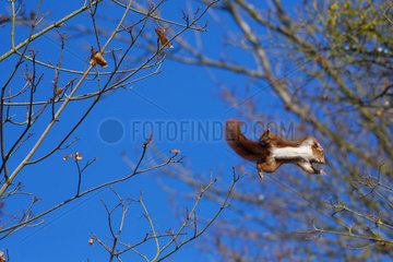 Eurasian red squirrel (Sciurus vulgaris)  jumping   Lorraine  France