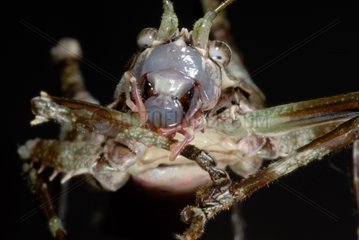 Porträt einer neotropischen Heuschrecken -French Guayana