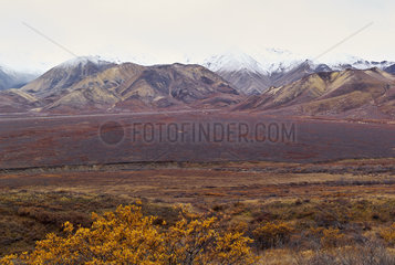The colors of late autumn in the park  Denali National Park  Alaska  USA