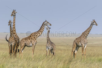 Masai Giraffe (Giraffa camelopardalis tippelskirchi)  troop  Masai-Mara National Reserve  Kenya