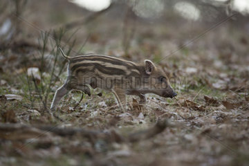 Wild boar (Sus scrofa) young walking in dead leaves  Alsace  France