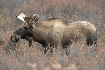 Alaskan Moose (Alces alces gigas) male  Denali National Park  Alaska  USA