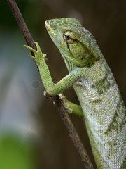 Canopy lizard (Polychrus gutturosus)  Gamboa  Panama  May
