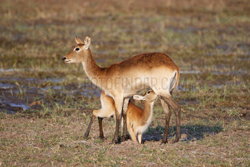 Lechwe (Kobus leche) female feeding a young  Botswana