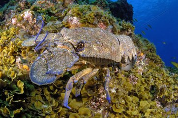 Rock lobster (Scyllarides latus) on reef  El Hierro  Canary Islands.