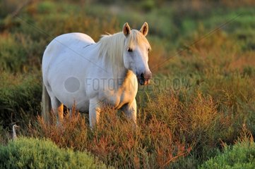 Camargue horse that sunset in the Camargue