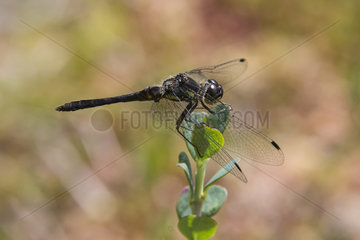 Black darter (Sympetrum danae) Male on a shrub in summer  Peat bog Lispach Vosges  France