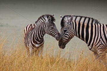 Zebra baby next to his mother  Etosha National Park  Namibia
