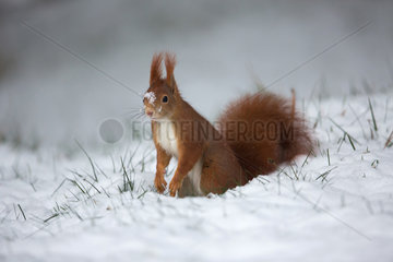 Red squirrel (Sciurus vulgaris) on snow in winter  Ardennes  Belgium