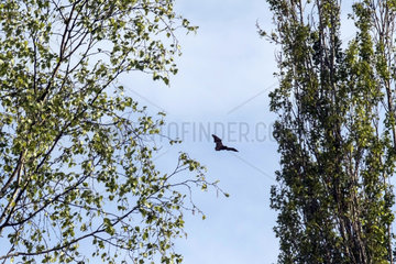 Flight of bats in full day in spring  Country Garden  Lorraine  France