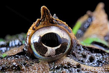 Chacoan horned frog or Pacman frog (Ceratophrys cranwelli) eye on black background
