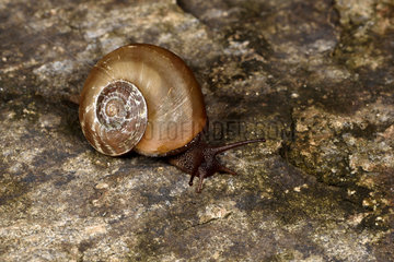 Snail (Helix covani)  Andasibe  Perinet  Alaotra-Mangoro Region  Madagascar