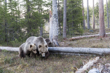 Brown bear (Ursus arctos) and cubs one year old in forest  Finland