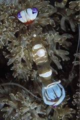 Cleaner shrimp in its sea anemone Sulawesi