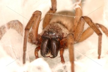 Gnaphosid Spider with defensing its cocoon Evere Belgium