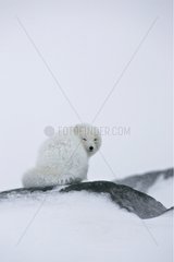 Arctic Fox sat on a rock battling with polar cold Iceland