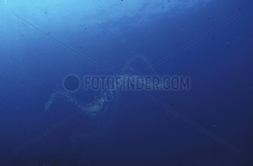 Colonie de Salpes flottant dans l'eau Mer Méditerranée