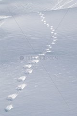 Voie d'animal dans la neige Massif des Alpes France