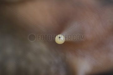 Close up of eye of Achatina