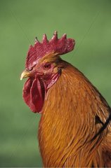 Cock New Hampshire breed Picardy France