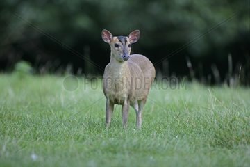 Reeves's Muntjac in grass United-Kingdom