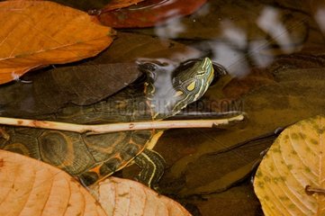 Tortoise swimming among dead leaves Nicaragua