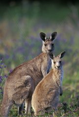 Adult and young Eastern Grey Kangaroos Warrumbungle NP