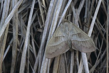 Bombyx du trèfle femelle posée sur des herbes sèches France