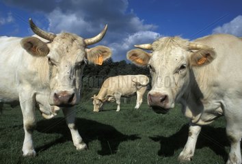 Vaches charolaises troupeau dans pré France