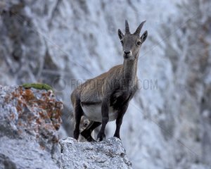 Female Ibex in Bargy Massif Alps France