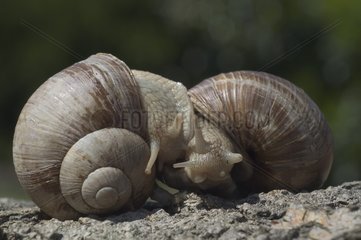Imminent coupling of Snails