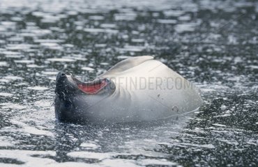 Petite femelle d'éléphant de mer dans un lac Crozet