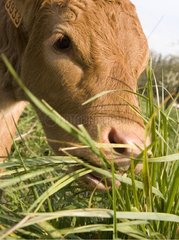Limousin calf eating grass France