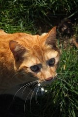 Portrait of a russet-red cat playing in grass
