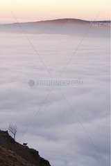 Chamois mit Blick auf eine Wolkensee Haute Vosges France