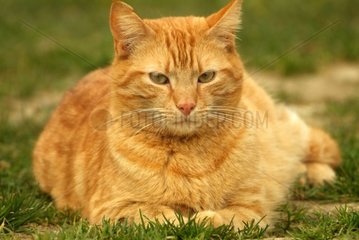 Portrait of a russet-red cat resting in grass
