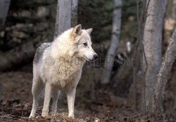 Wolf in the forest observing something the USA