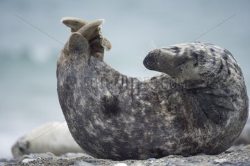 Flexible Grey seal on the beach Helgoland Germany