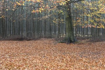 Beech in a forest in autumn Germany