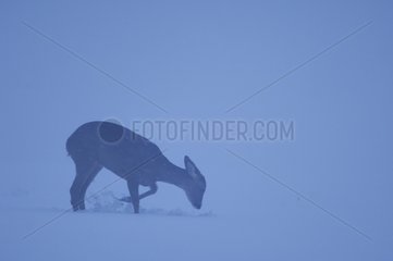 Hind Roe-deer scraping snow Vosges France