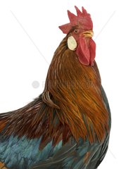 Cock Leghorn Bantam breed portrait