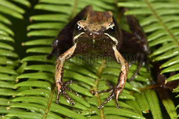 Madagascar frog (Mantidactylus melanopleura)  Andasibe  Perinet  Alaotra-Mangoro Region  Madagascar