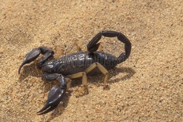 Skorpion auf dem KSA -Sand